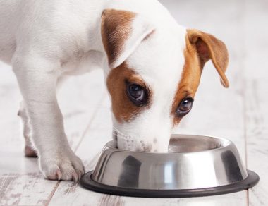20 Paleo-Friendly Foods Dogs Can Eat