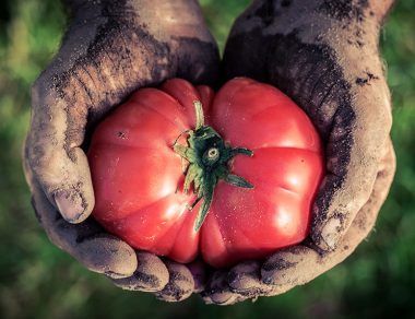 6 Ways To Start Eating More Dirt (& Why It’s Healthy For You)