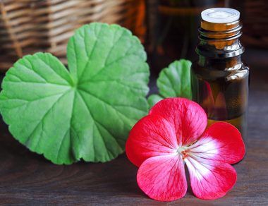Geranium Oil: Benefits for Glowing Skin & Uses