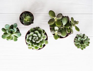 10 Ways Indoor Plants Improve Your Health and Home
