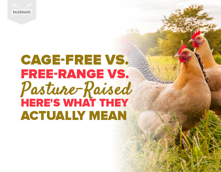CageFree vs. FreeRange vs. PastureRaised Here's What It All Means
