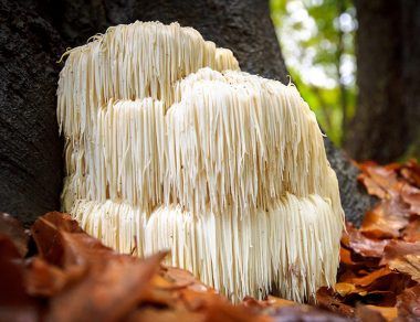 8 Healing Mushroom Benefits + How to Use Them