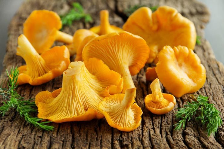 Chanterelle-Mushrooms.jpg