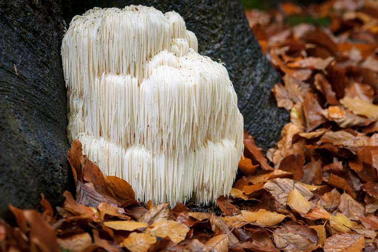 Lion’s-Mane-Mushrooms.jpg
