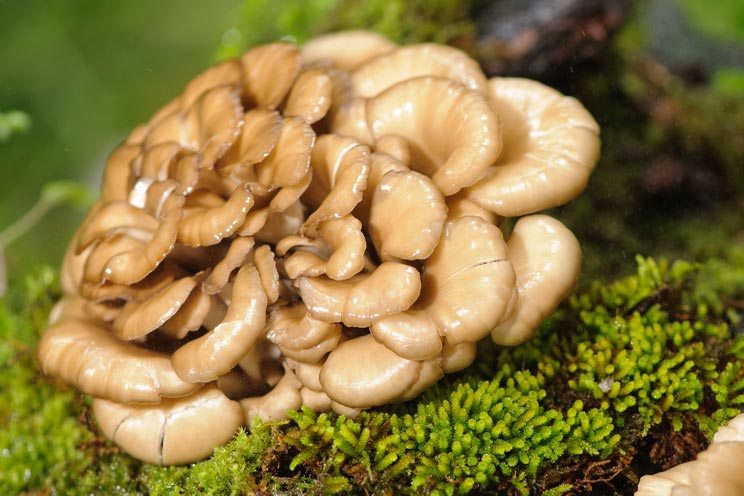 Maitake-Mushrooms.jpg