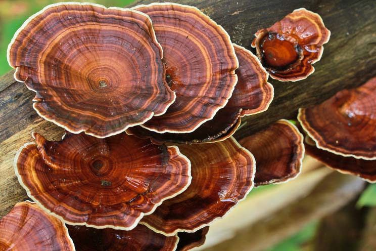 Reishi-Mushrooms.jpg
